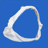 buy real shark jaws for sale australia