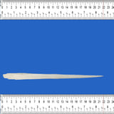 extra large stingray barb
