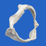 genuine shark jaws