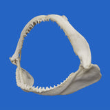 great white shark jaw