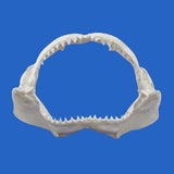 great white shark jaws