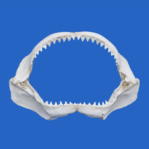 real large shark jaws for sale