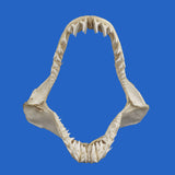 real mako shark jaw florida california