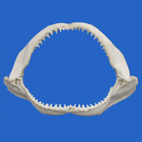 real shark jaw