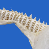 shark jaws for sale australia