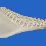 shark teeth on real shark jaw