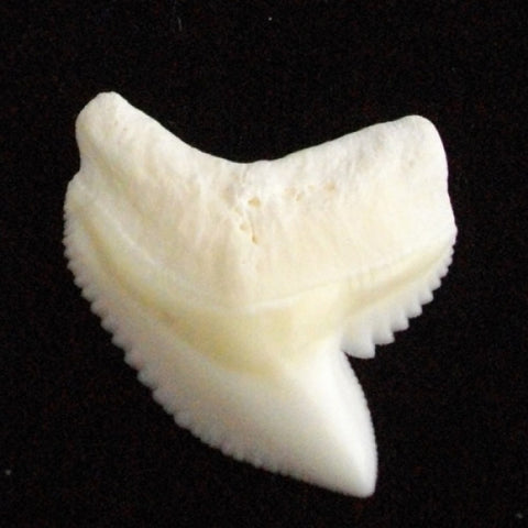 shark souvenir real tiger shark tooth australia