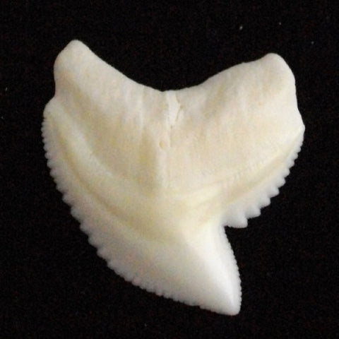 tiger shark tooth shark tooth present idea shark present australia shark tooth birthday idea