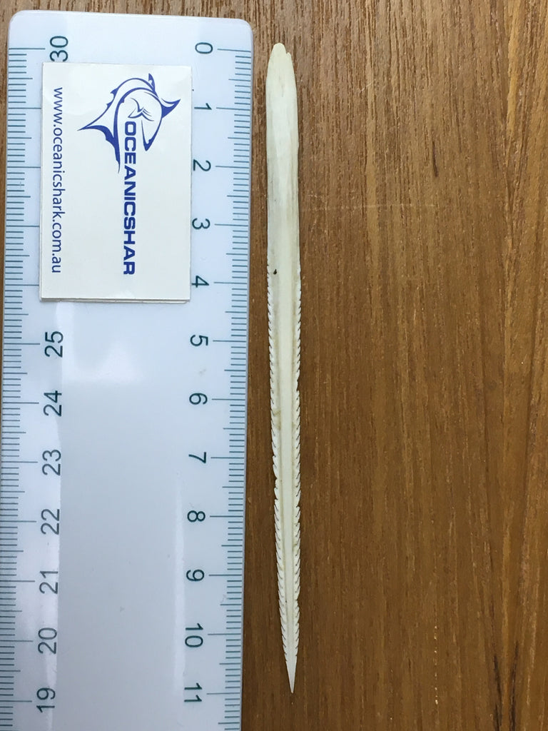 Large Stingray Barb For Sale oceanicshark