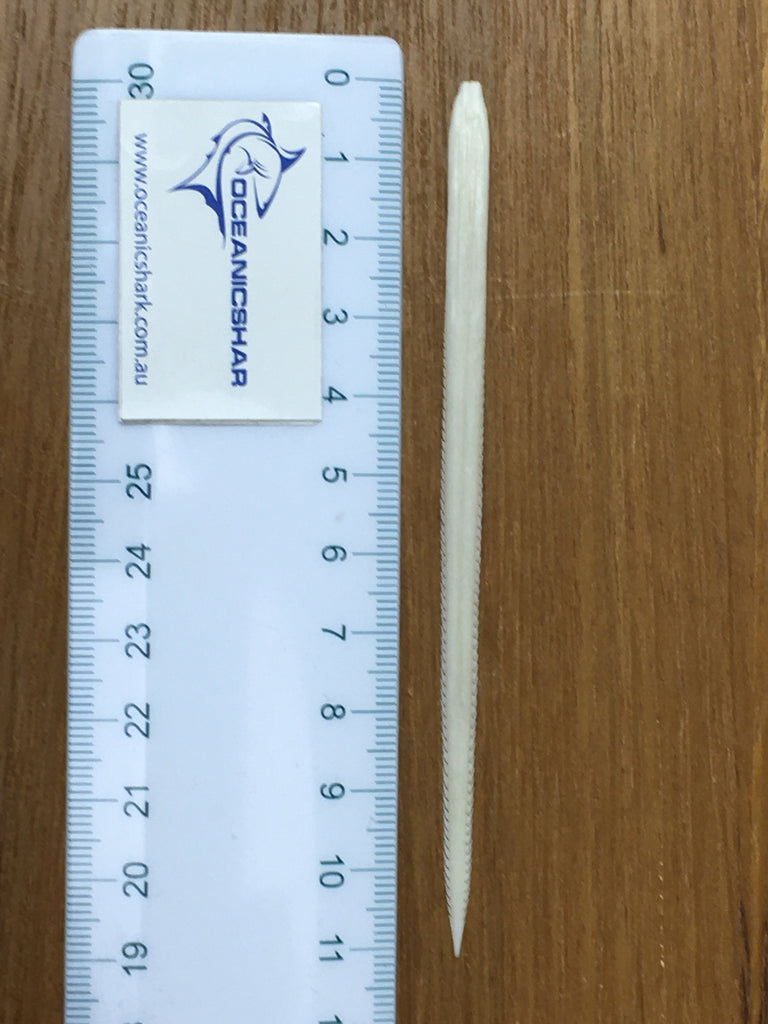 Large Stingray Barb For Sale Australia Oceanicshark