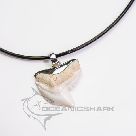real tiger shark tooth silver necklace on black leather cord created by oceanicshark australia
