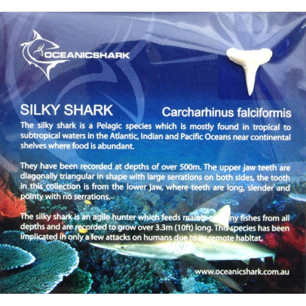 Silky Shark Tooth Educational Card Oceanicshark Australia