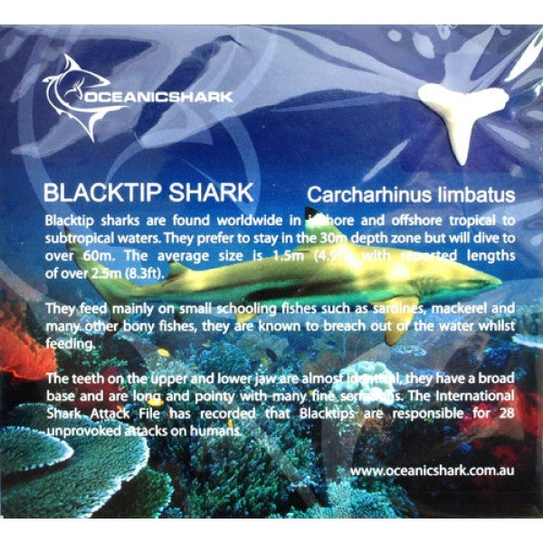 Blacktip Shark Tooth Educational Card Oceanicshark