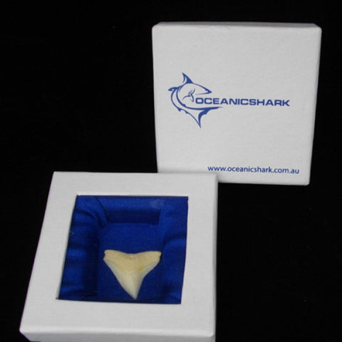 Bull shark tooth for sale