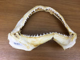 Shark jaws for sale Australia