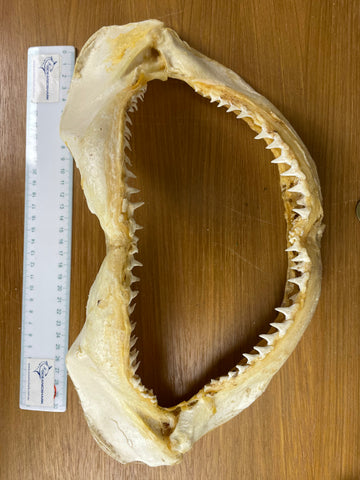 Blacktip shark jaws for sale  Carcharhinus limbatus #336