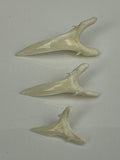 Sand tiger shark teeth for sale