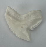 Tiger Shark Tooth ichthyology loose pic15