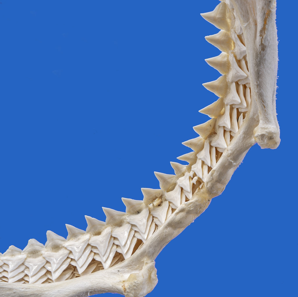 The Fascinating History of Shark Teeth Collecting