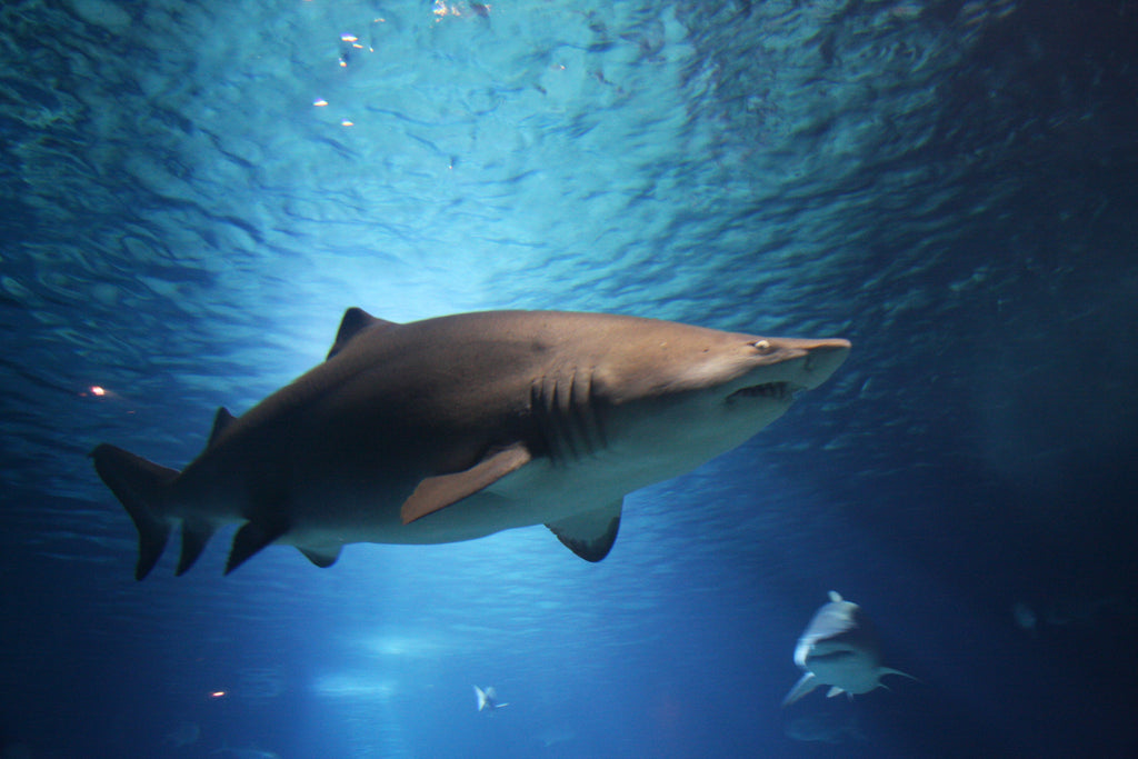 Five Interesting Facts About Bull Sharks