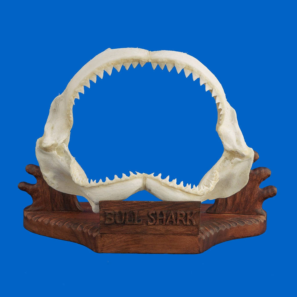 Why Collectors Choose Real Shark Jaws Over Replicas