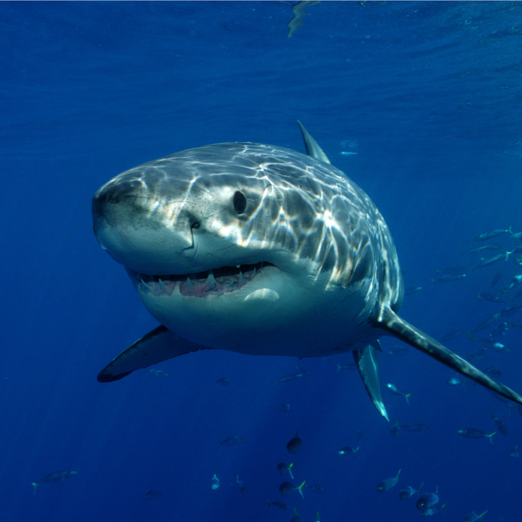 Great white shark sightings