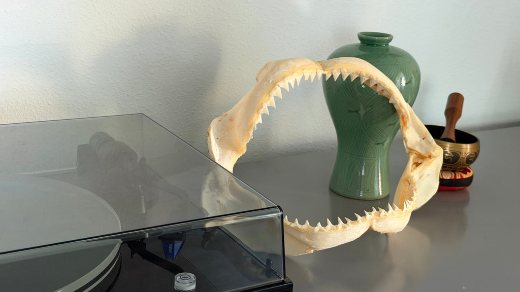 Small Shark Jaws vs Large Shark Jaws: Which One Should You Buy?