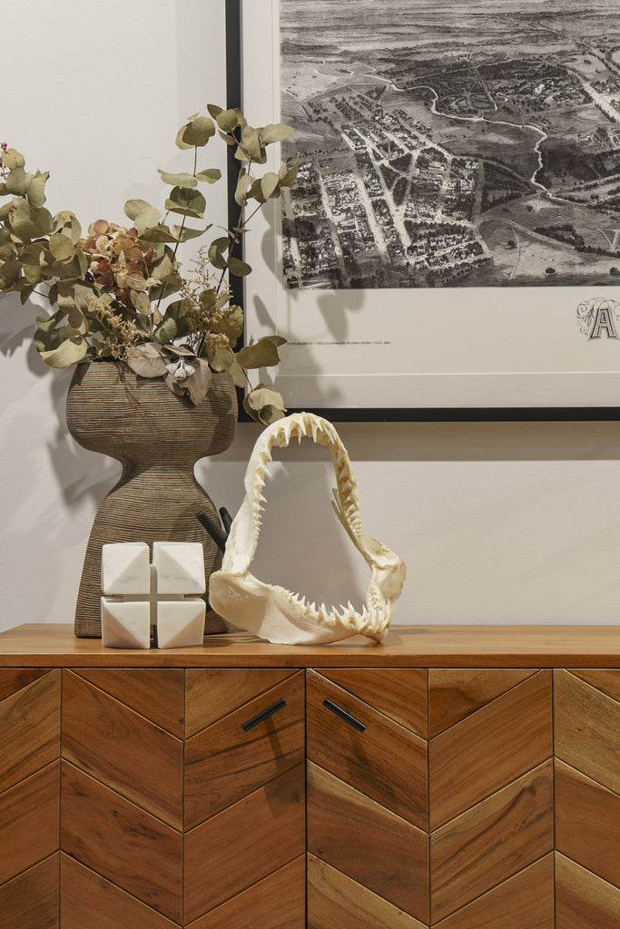 How to Display Real Shark Jaws at Home: Tips and Inspiration