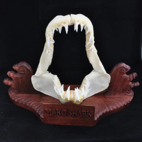 Top 3 Reasons to Own a Genuine Shark Jaws