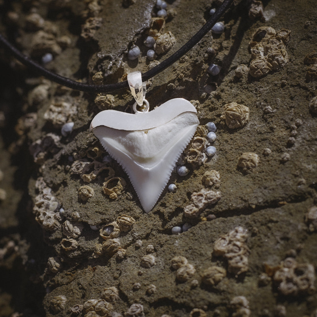5 Reasons Real Shark Teeth Are Perfect for Jewelry Makers
