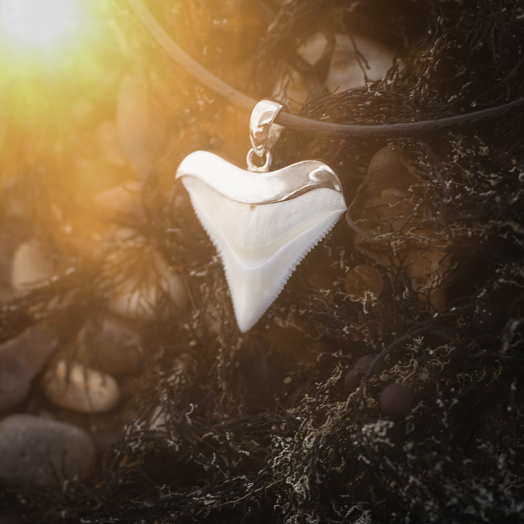 Ancient Origins: How Shark Tooth Jewellery Became an Icon