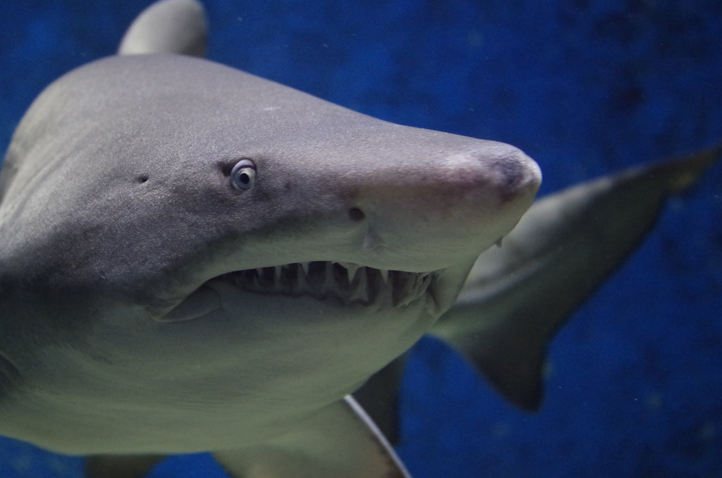 Fascinating Facts About Sharks and Their Teeth You Didn't Know Before