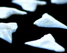 shark teeth for sale