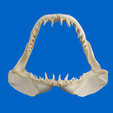 Shark shark teeth on large Mako shark jaw