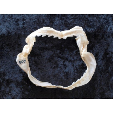 bramble shark jaws for sale by oceanicshark, australia, small size