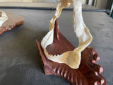 Tiger shark jaw on stand  T-Stand