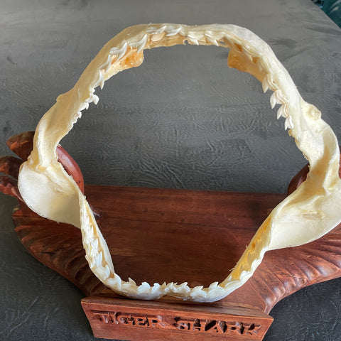 Tiger Shark Jaw on Stand