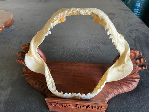 Tiger shark jaw on stand  T-Stand