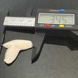 Tiger shark loose tooth jewelry making pic21