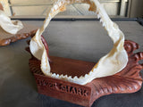 Tiger shark jaw on stand  T-Stand