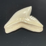Tiger shark loose tooth jewelry making pic21