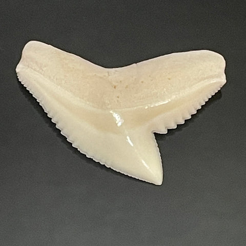 Tiger shark loose tooth jewelry making pic21