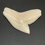 Tiger shark loose tooth jewelry making pic21