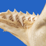 real shark jaws