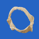 real shark jaws online