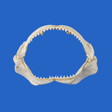 Great white shark jaws for sale