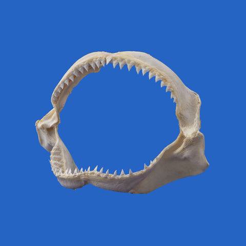 large shark jaws