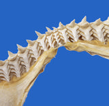 bull shark jaws and teeth