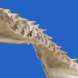 great white shark jaws bull shark jaws