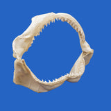 great white shark jaws for sale bull shark jaws for sale